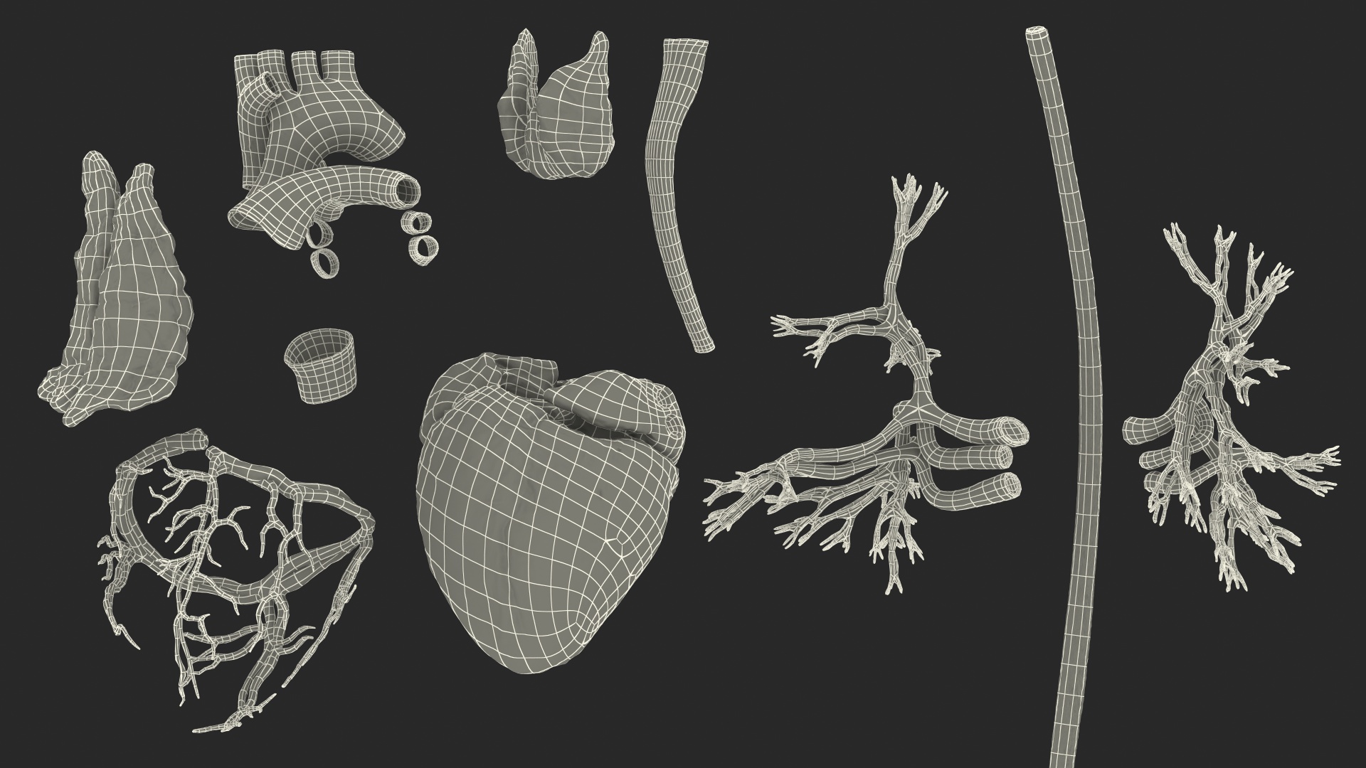 Male Cardiovascular Lymphaticand and Nervous Systems 3D