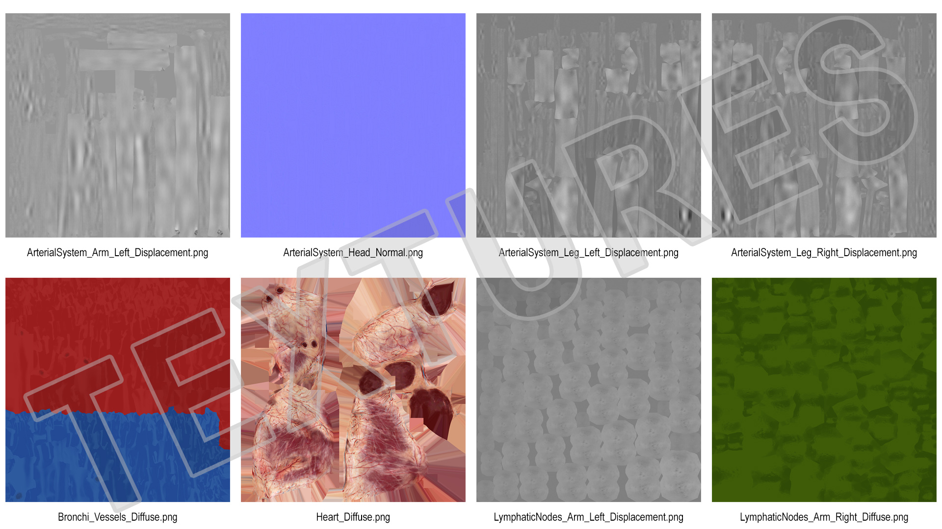 Male Cardiovascular Lymphaticand and Nervous Systems 3D