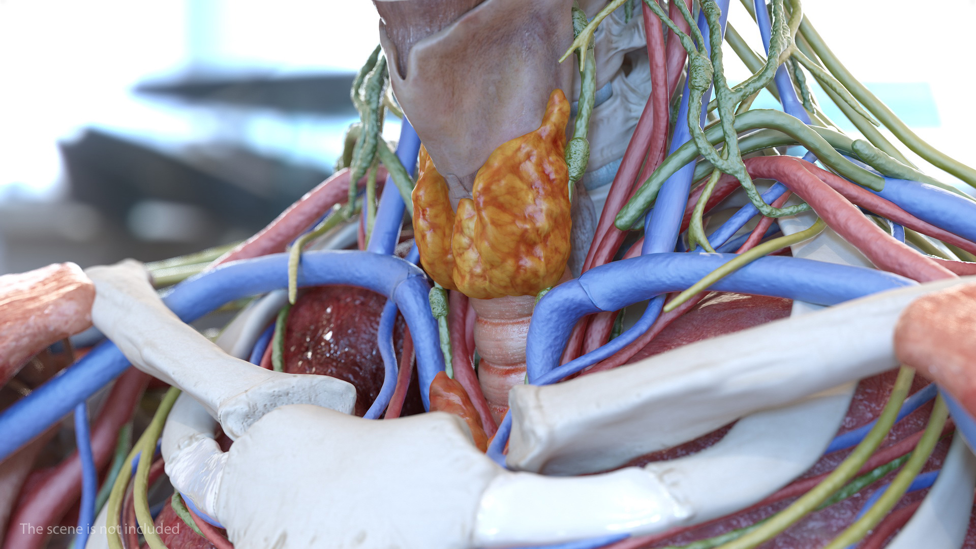 Male Cardiovascular Lymphaticand and Nervous Systems 3D