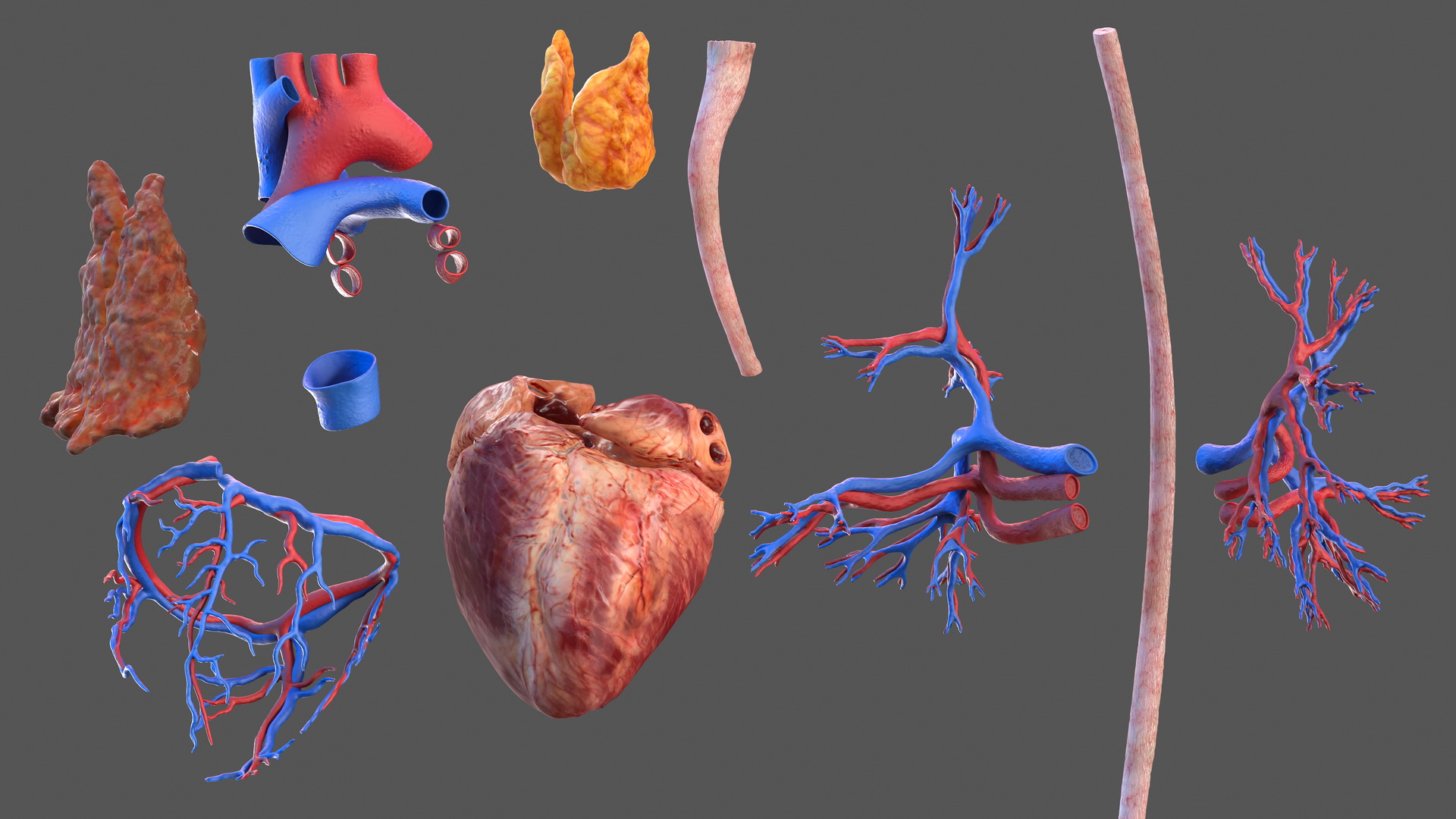 Male Cardiovascular Lymphaticand and Nervous Systems 3D