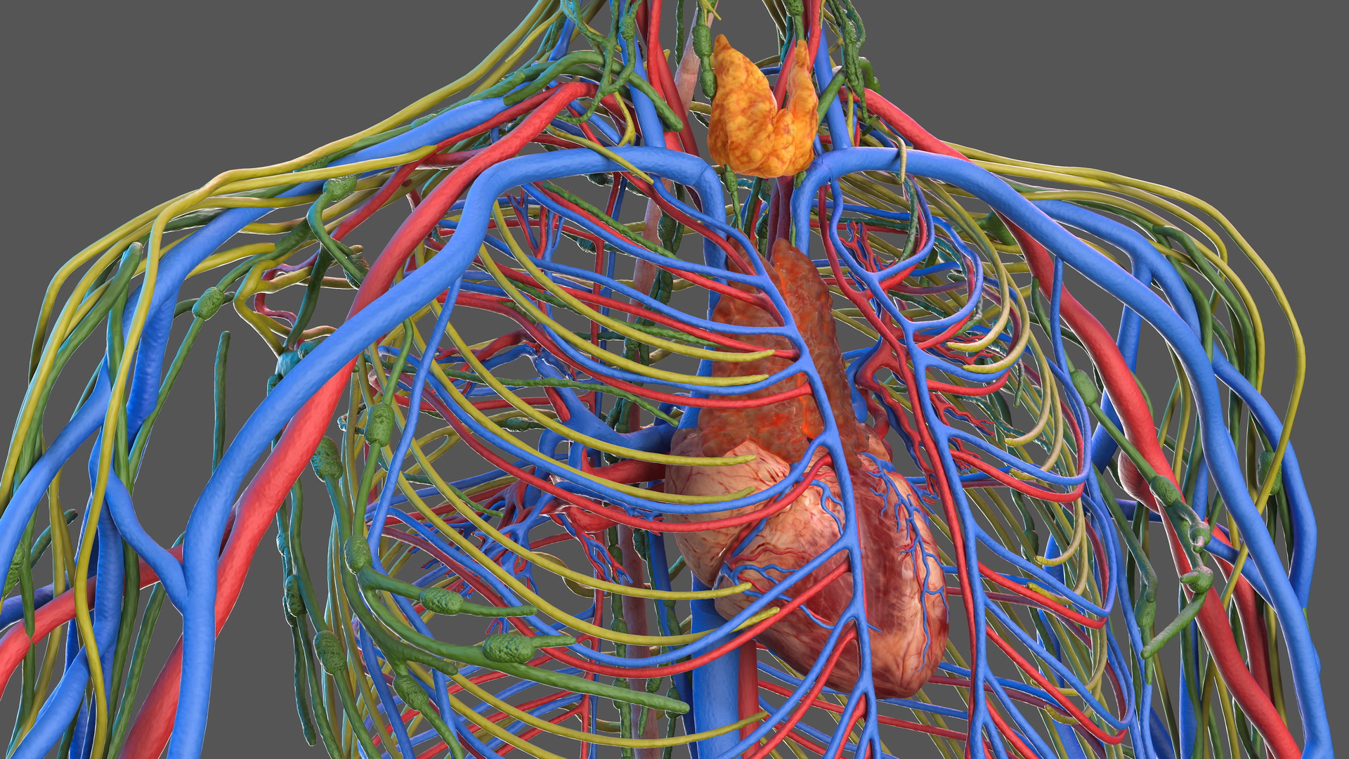 Male Cardiovascular Lymphaticand and Nervous Systems 3D