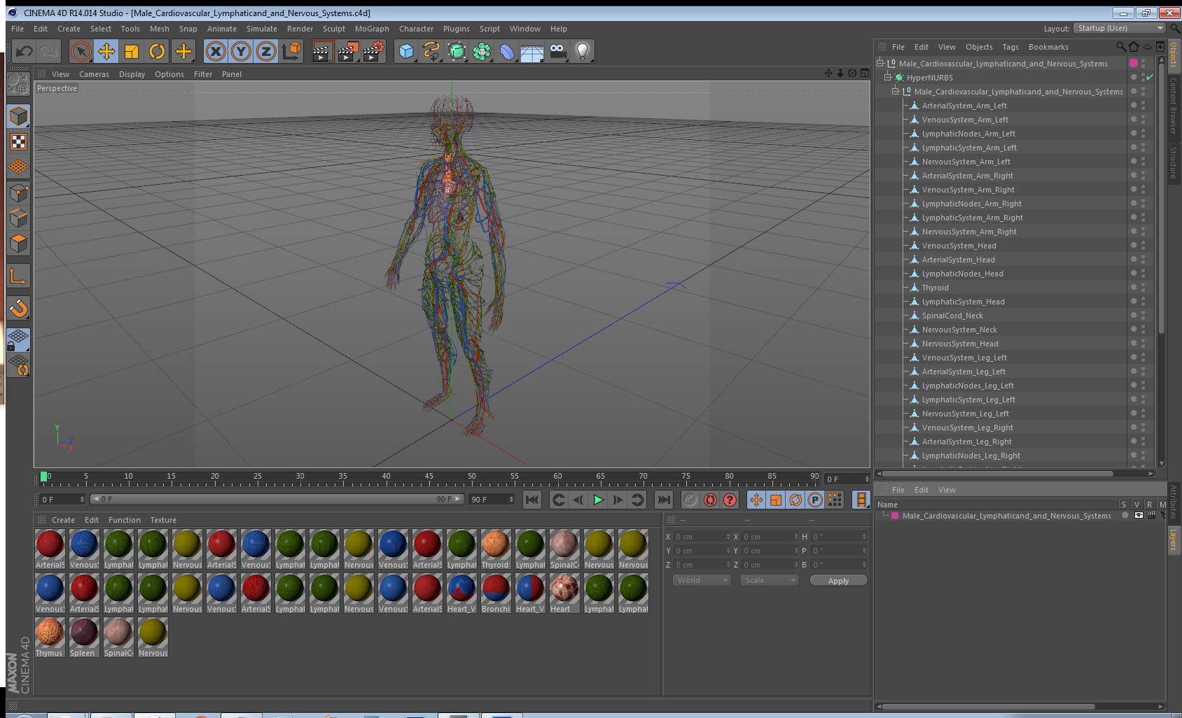 Male Cardiovascular Lymphaticand and Nervous Systems 3D