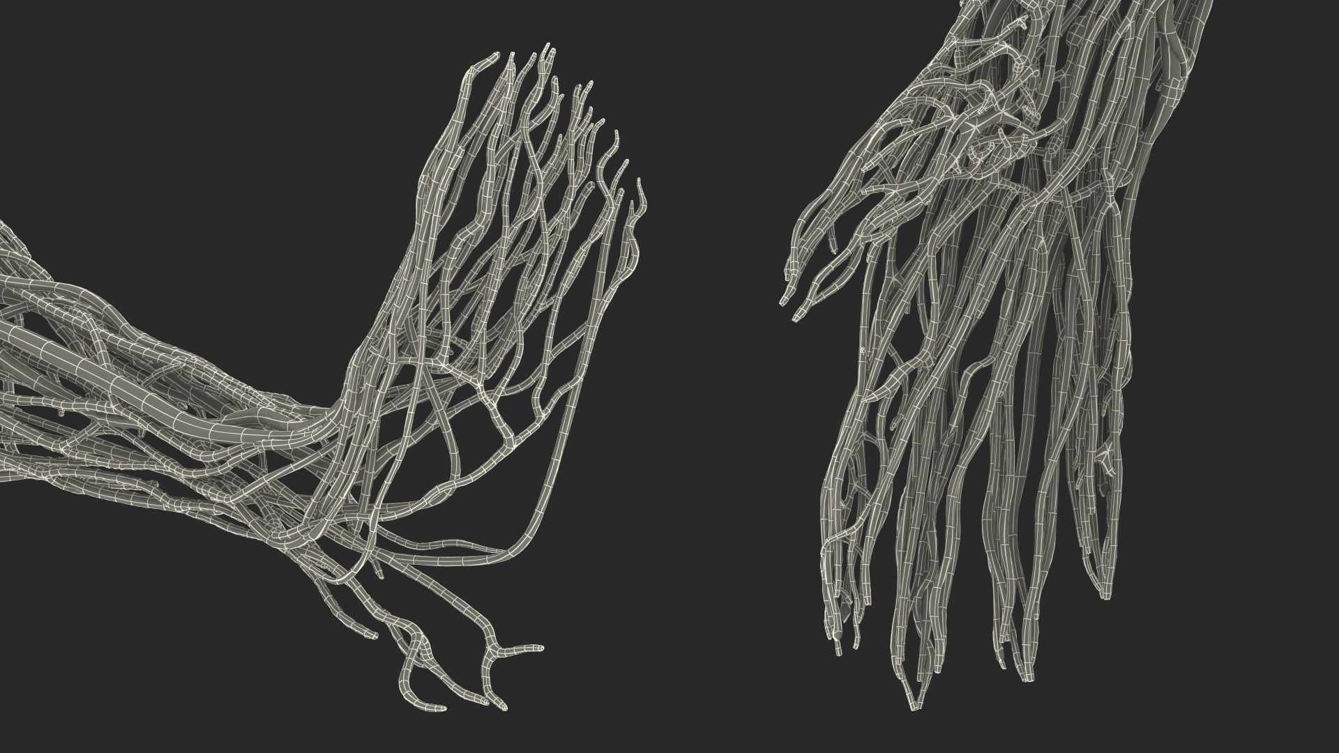 Male Cardiovascular Lymphaticand and Nervous Systems 3D