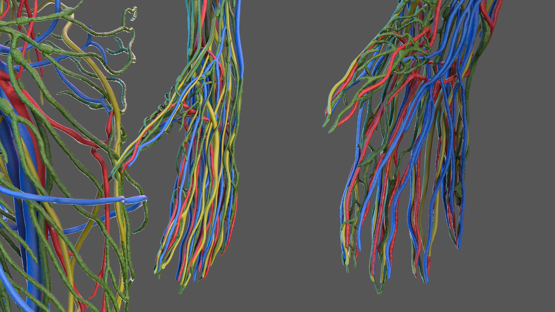 Male Cardiovascular Lymphaticand and Nervous Systems 3D