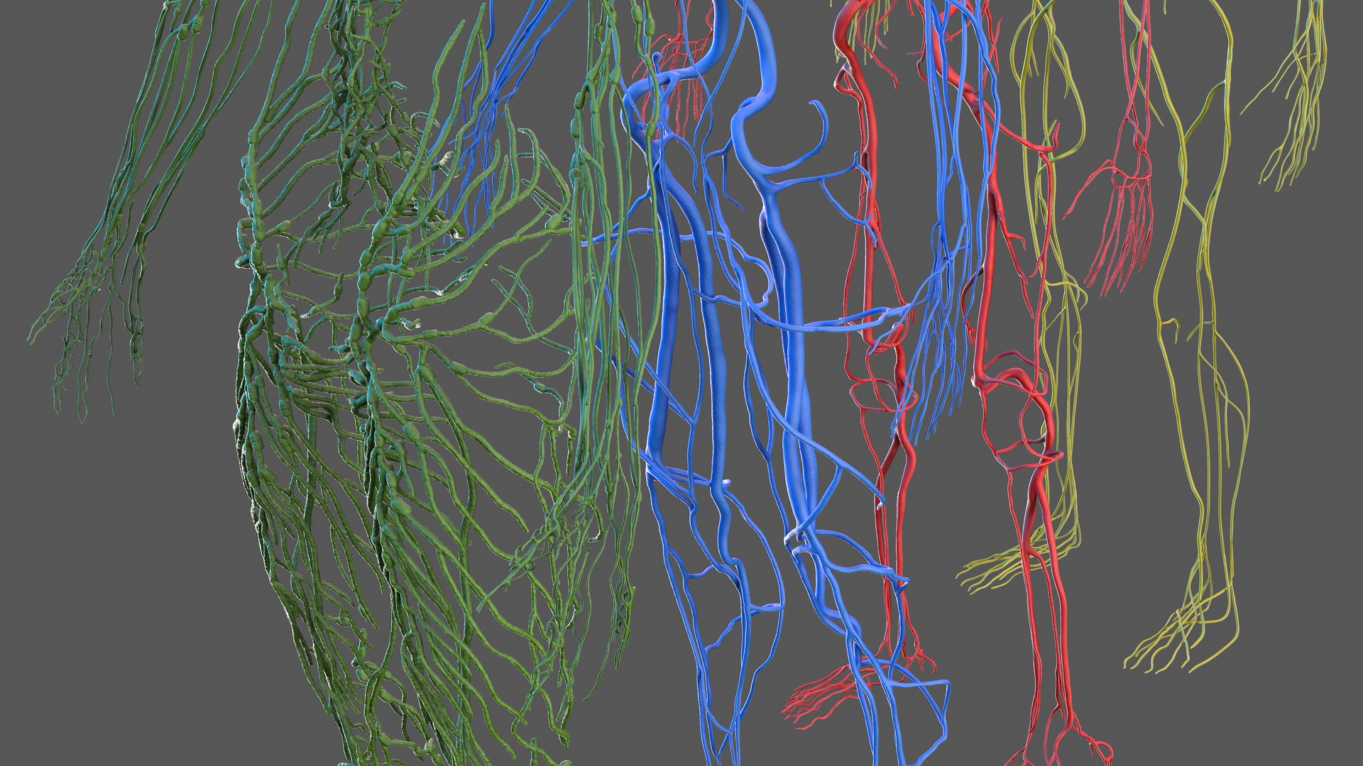 Male Cardiovascular Lymphaticand and Nervous Systems 3D