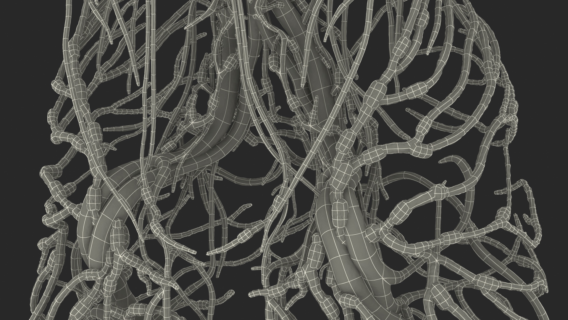 Male Cardiovascular Lymphaticand and Nervous Systems 3D