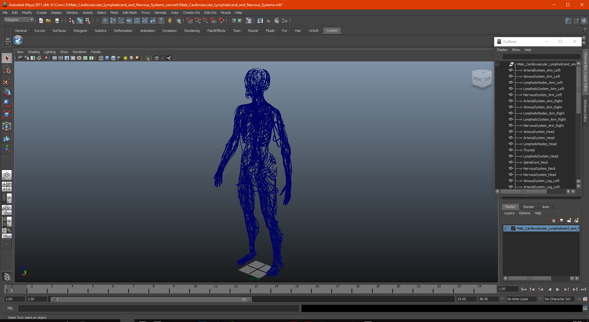 Male Cardiovascular Lymphaticand and Nervous Systems 3D