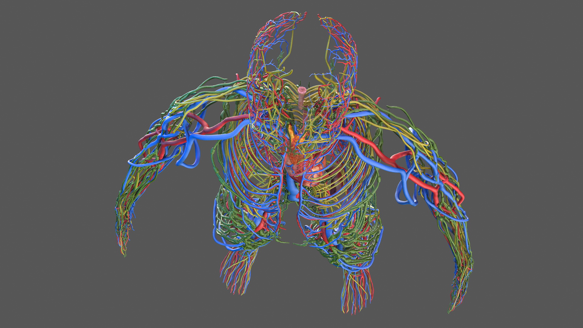 Male Cardiovascular Lymphaticand and Nervous Systems 3D