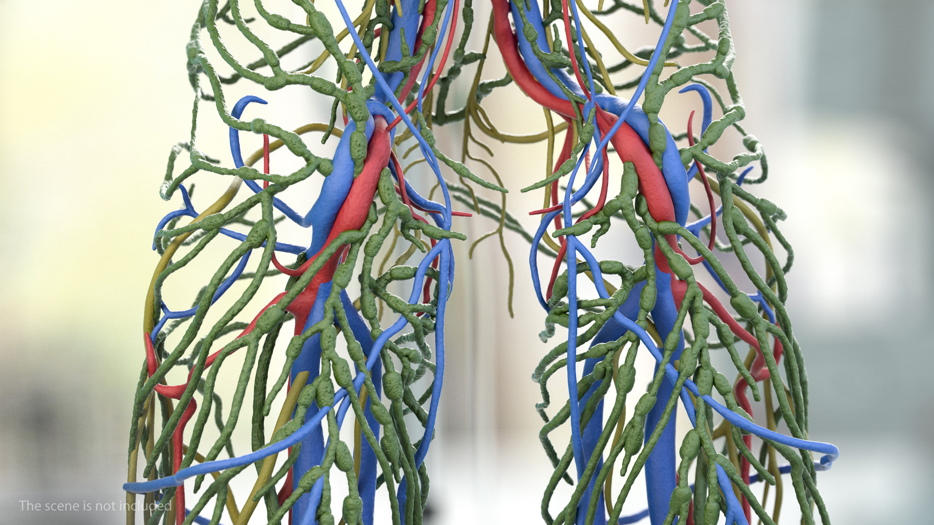 Male Cardiovascular Lymphaticand and Nervous Systems 3D