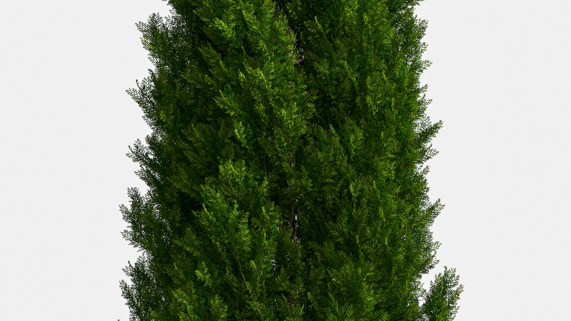 3D model Italian Cypress Tree