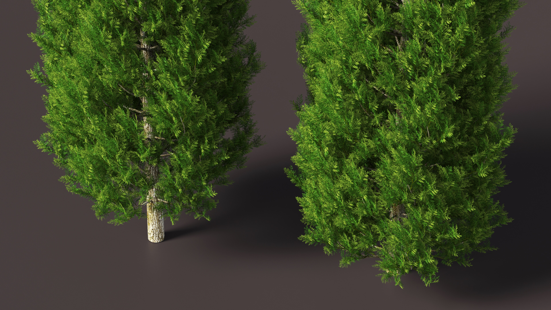 3D model Italian Cypress Tree