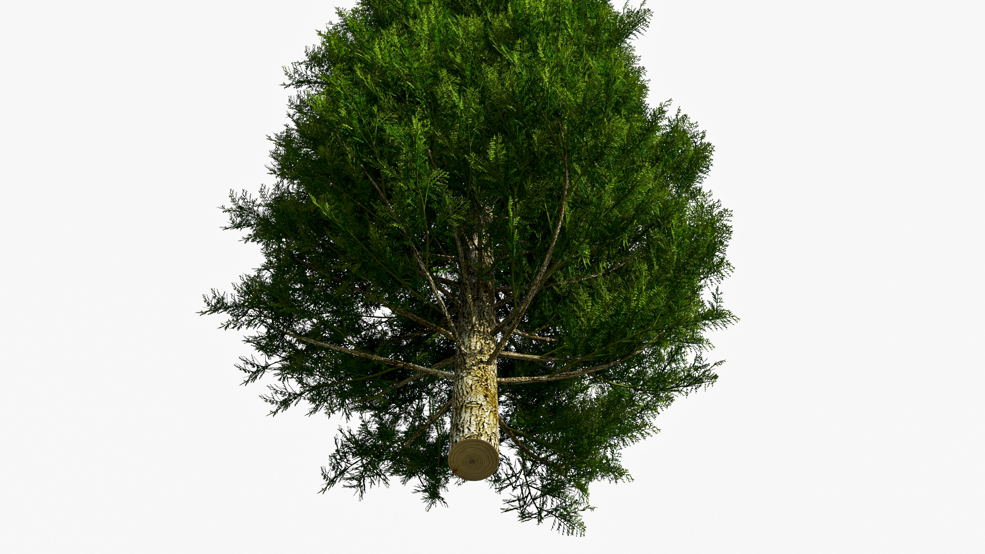 3D model Italian Cypress Tree