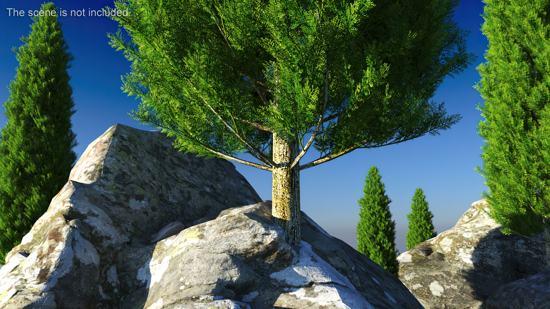 3D model Italian Cypress Tree