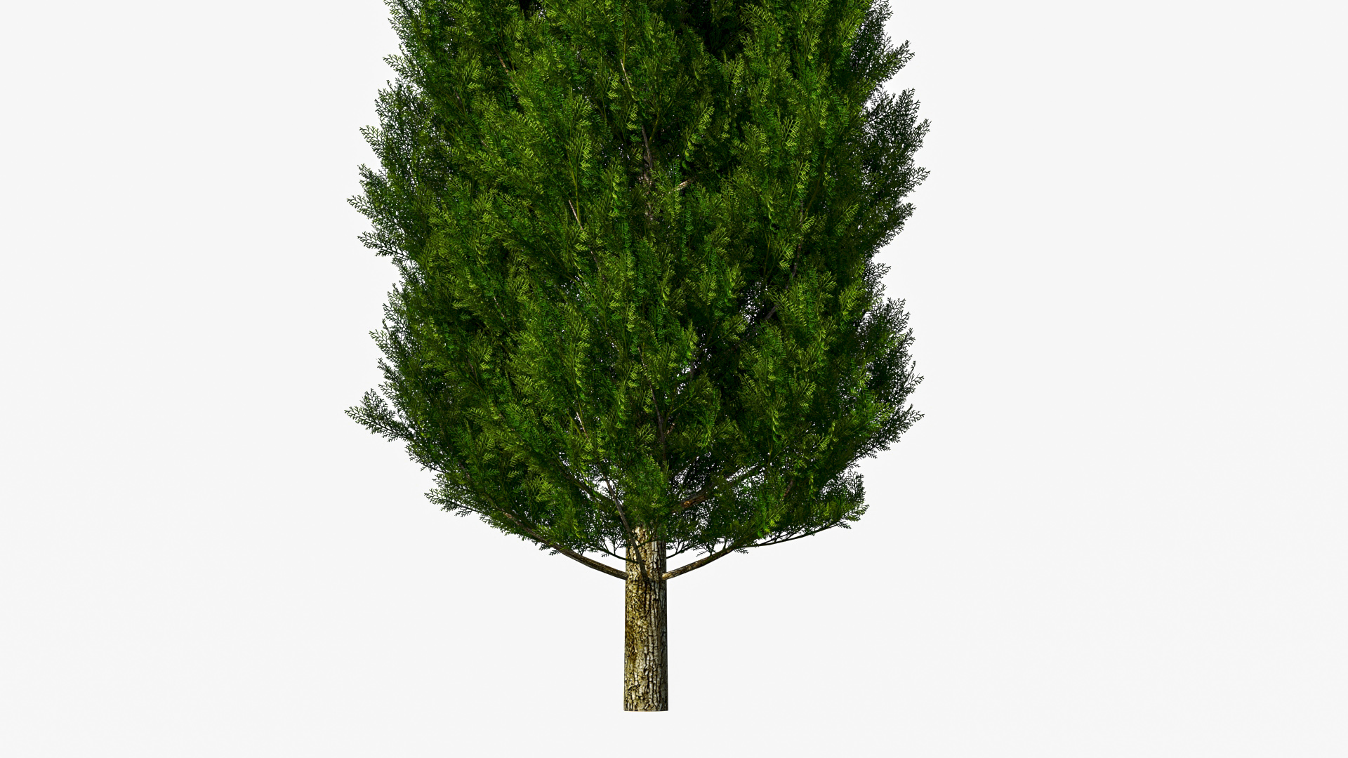 3D model Italian Cypress Tree