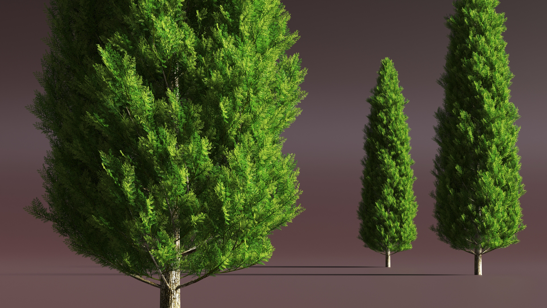 3D model Italian Cypress Tree