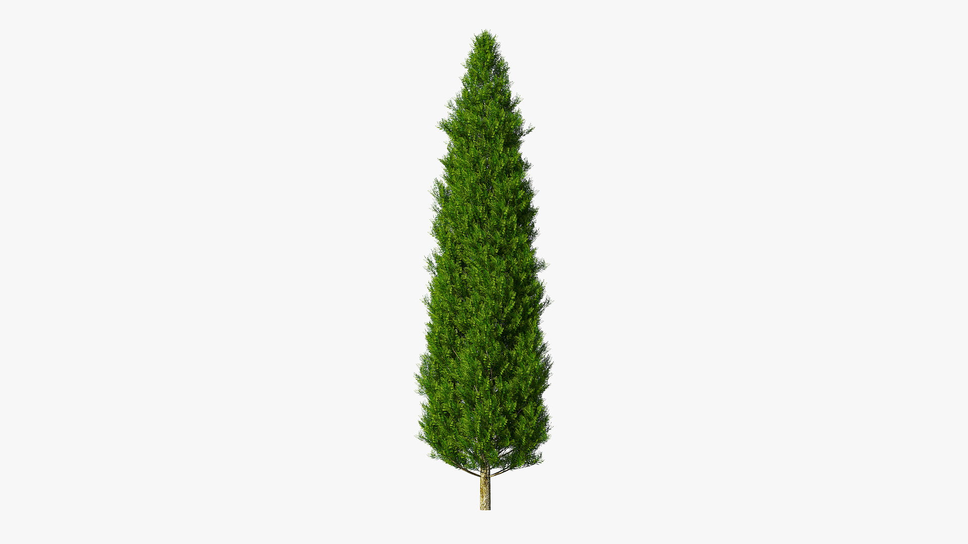 3D model Italian Cypress Tree