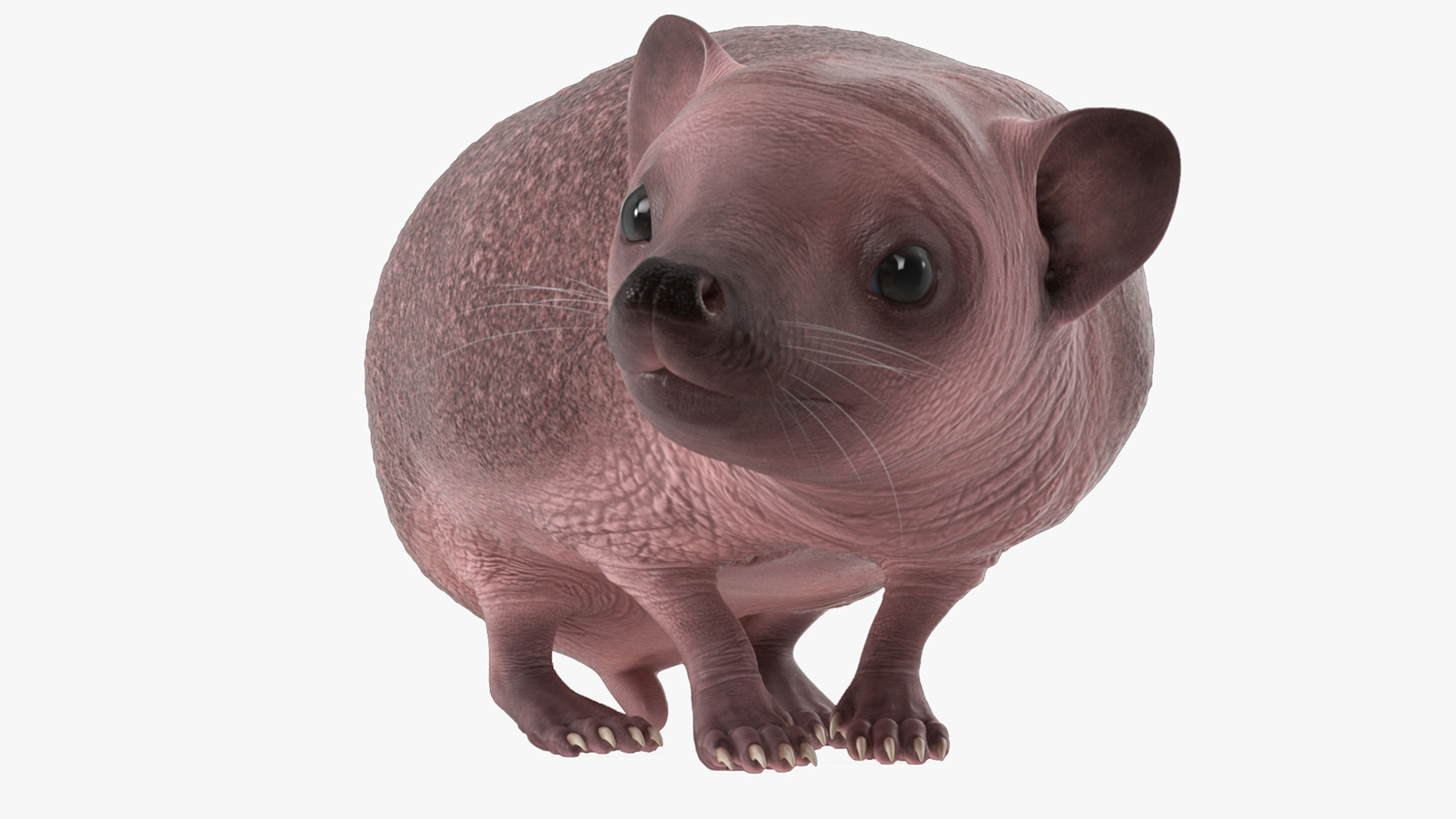 Hedgehog Bald Rigged for Cinema 4D 3D model