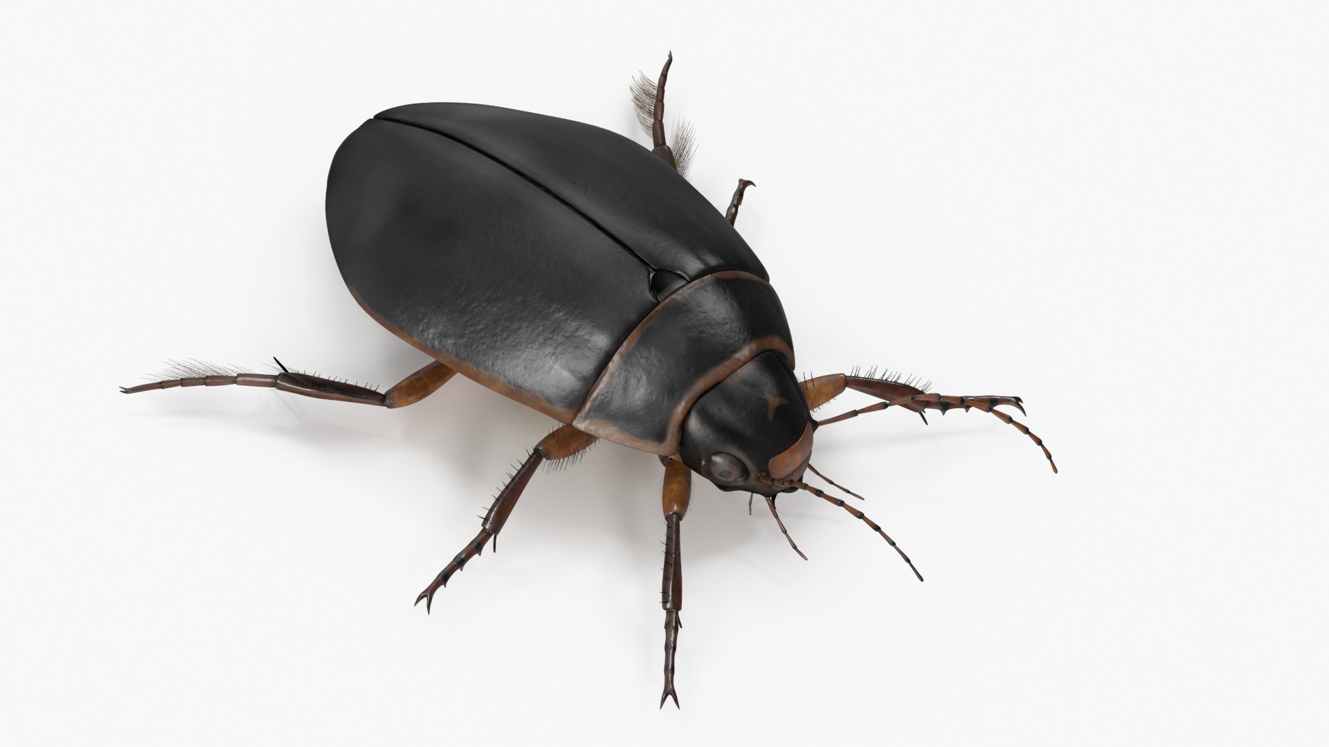 Screech Beetle Black Realistic Rigged 3D