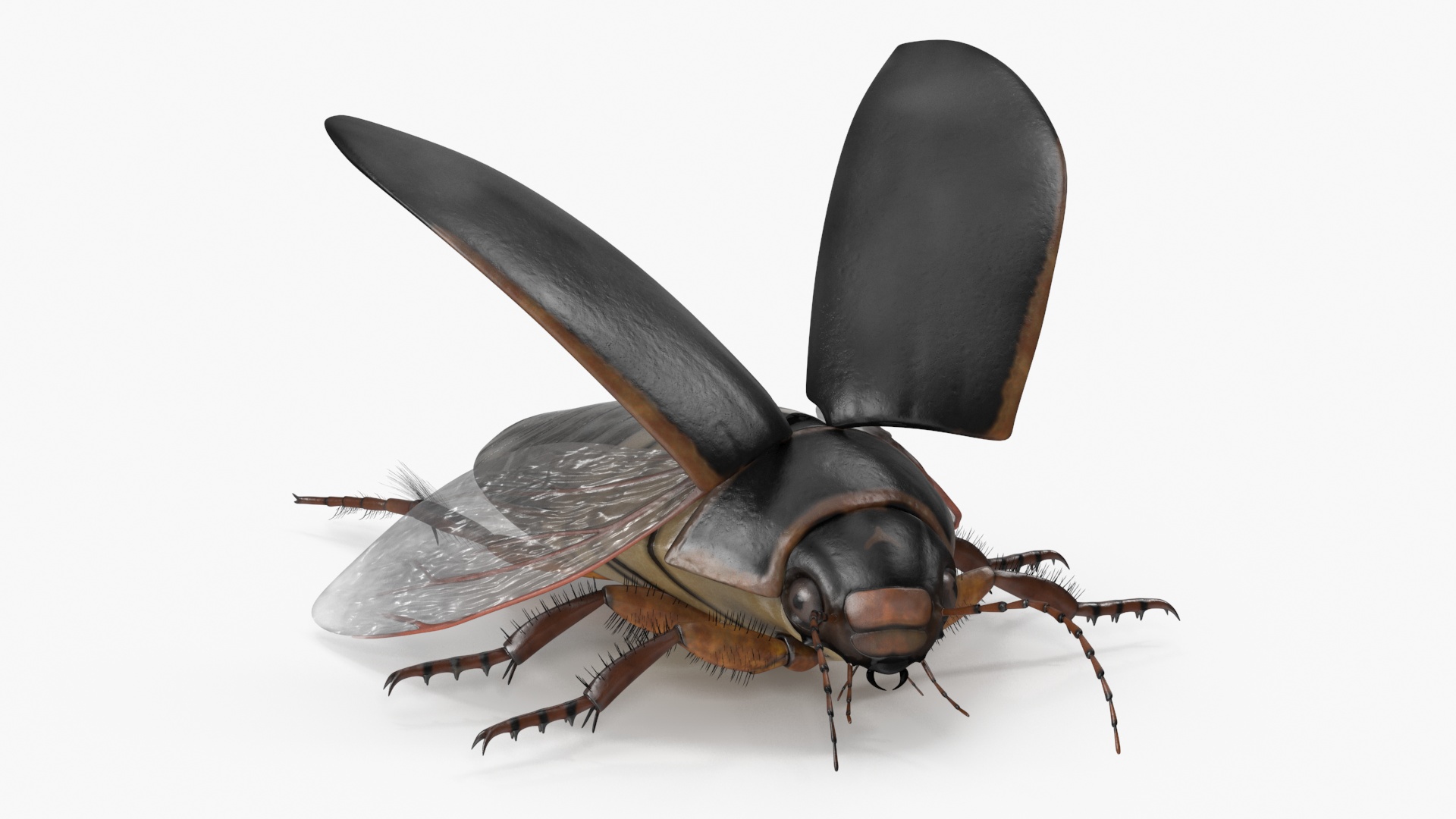 Screech Beetle Black Realistic Rigged 3D