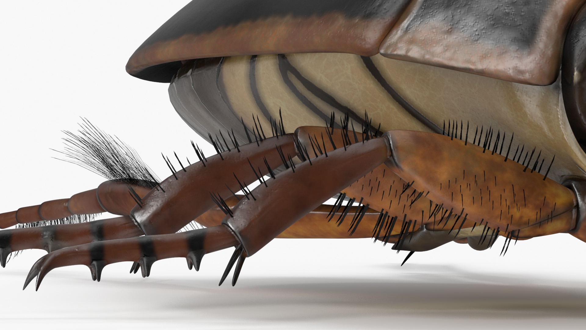 Screech Beetle Black Realistic Rigged 3D