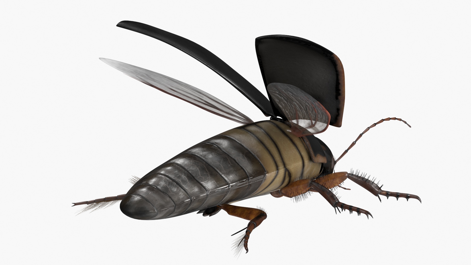 Screech Beetle Black Realistic Rigged 3D