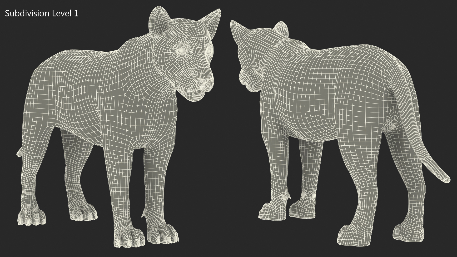 Young Lion Rigged 3D