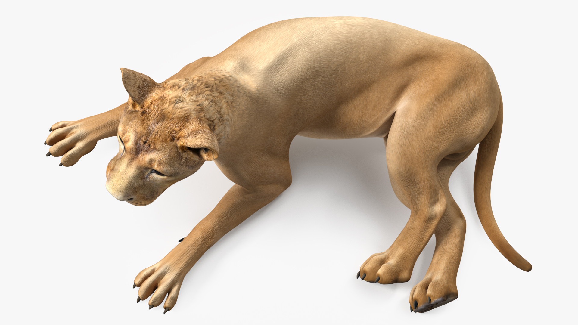 Young Lion Rigged 3D