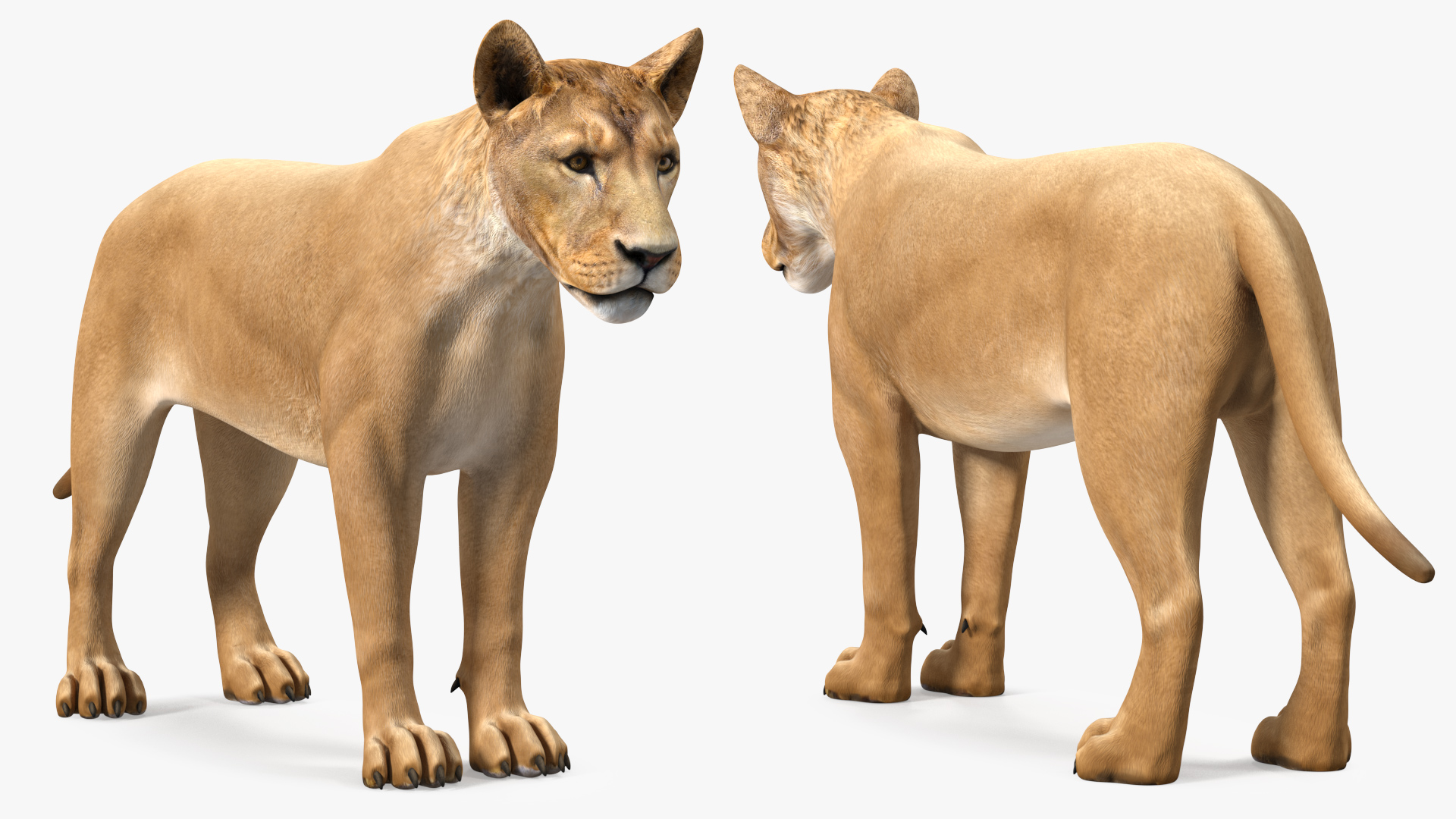 Young Lion Rigged 3D