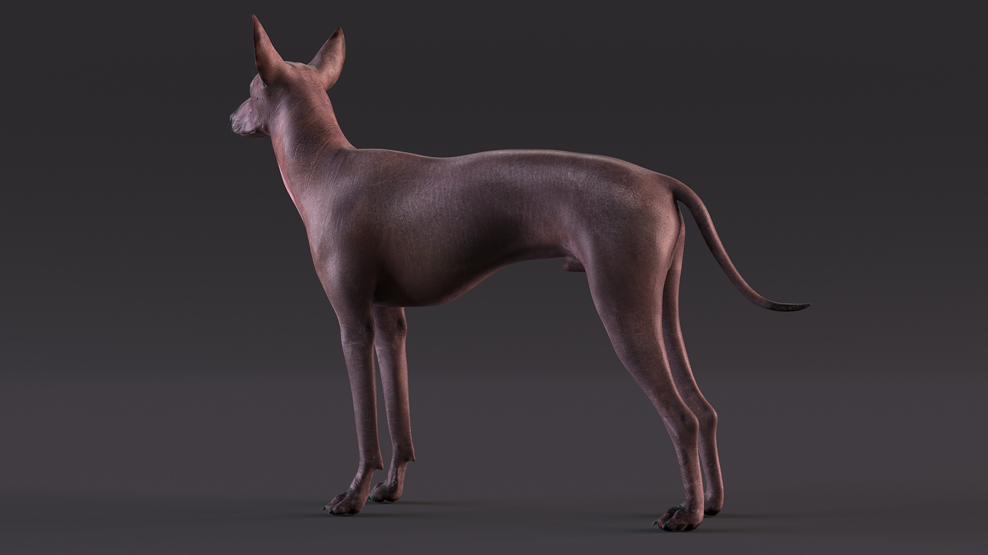 Xoloitzcuintli Rare Breed Mexican Dog 3D