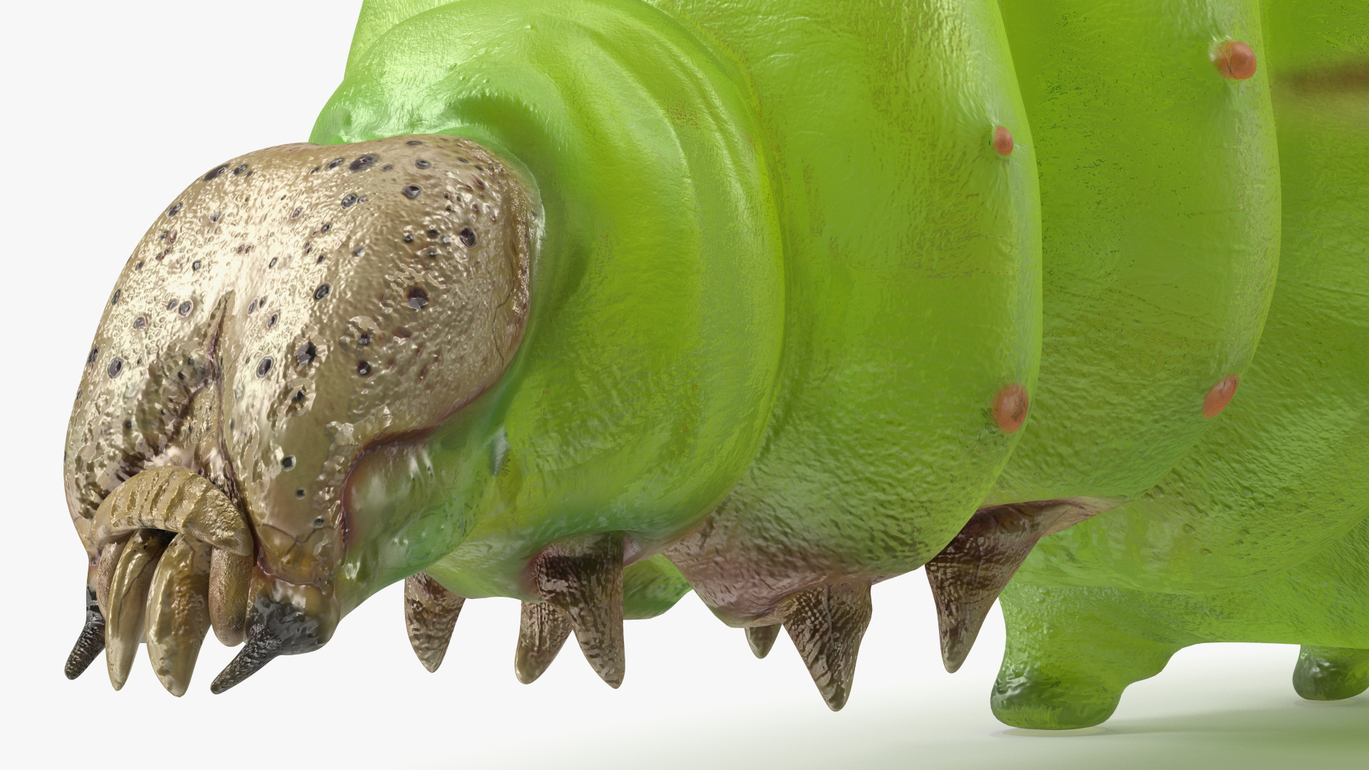 Silkworm Green 3D model