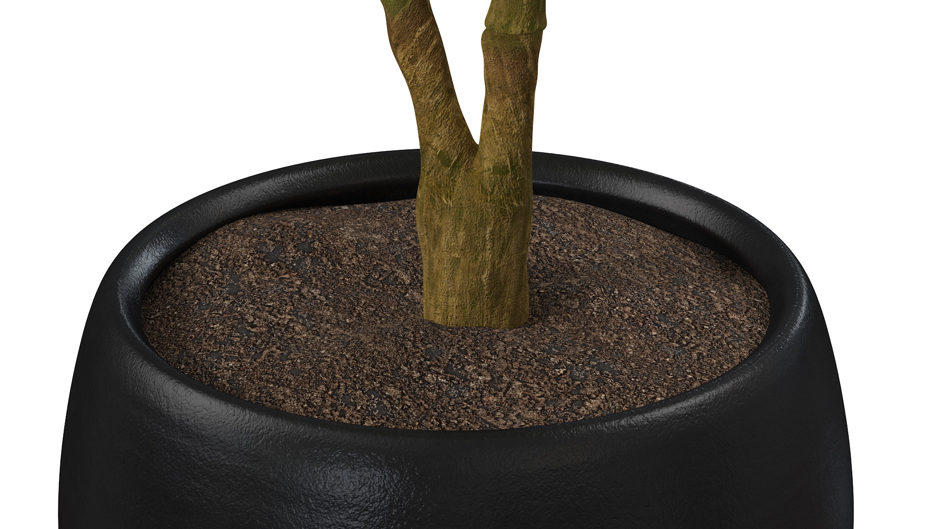 3D Rubber Tree Variegata in Pot model