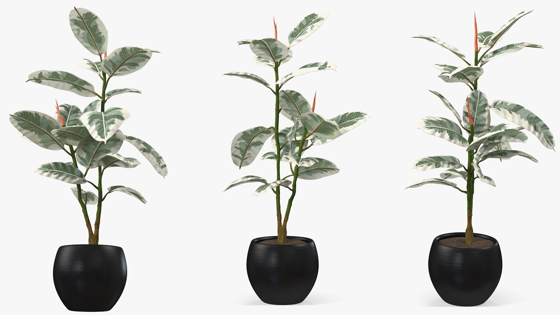 3D Rubber Tree Variegata in Pot model