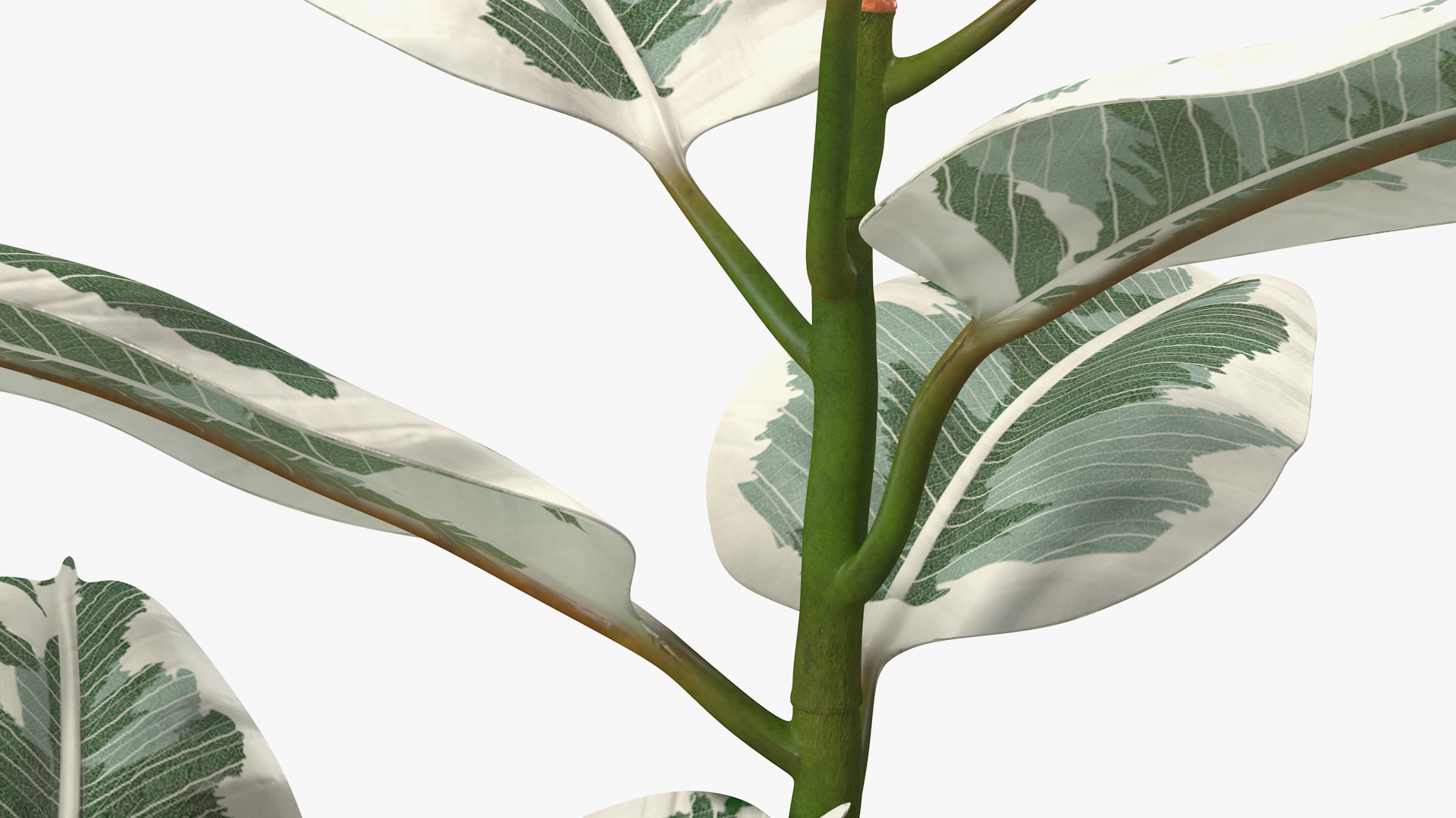 3D Rubber Tree Variegata in Pot model