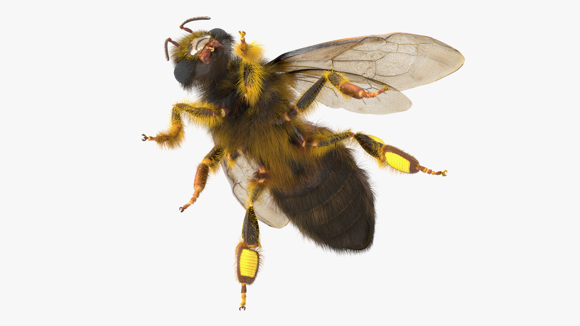 3D Honey Bee Fur model