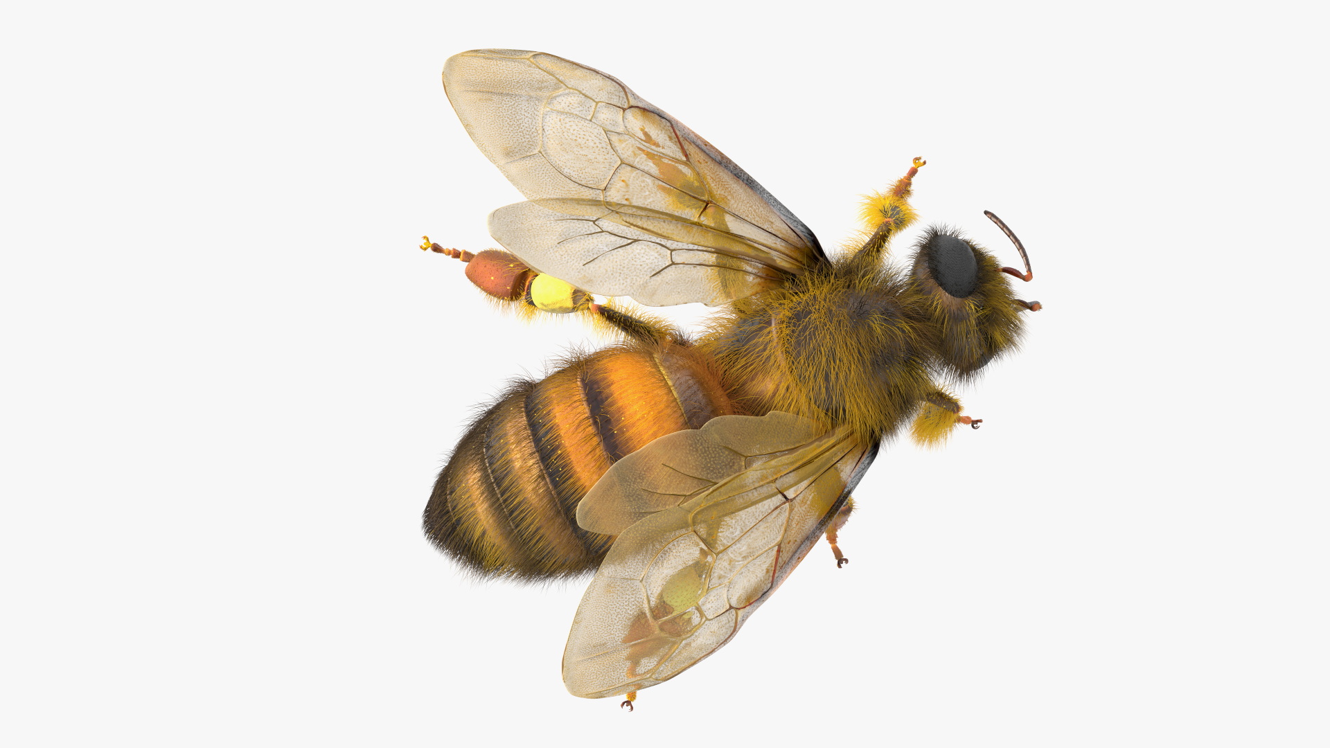 3D Honey Bee Fur model