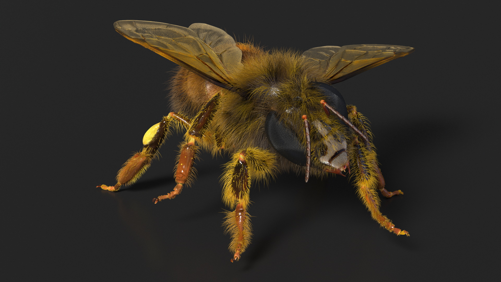 3D Honey Bee Fur model