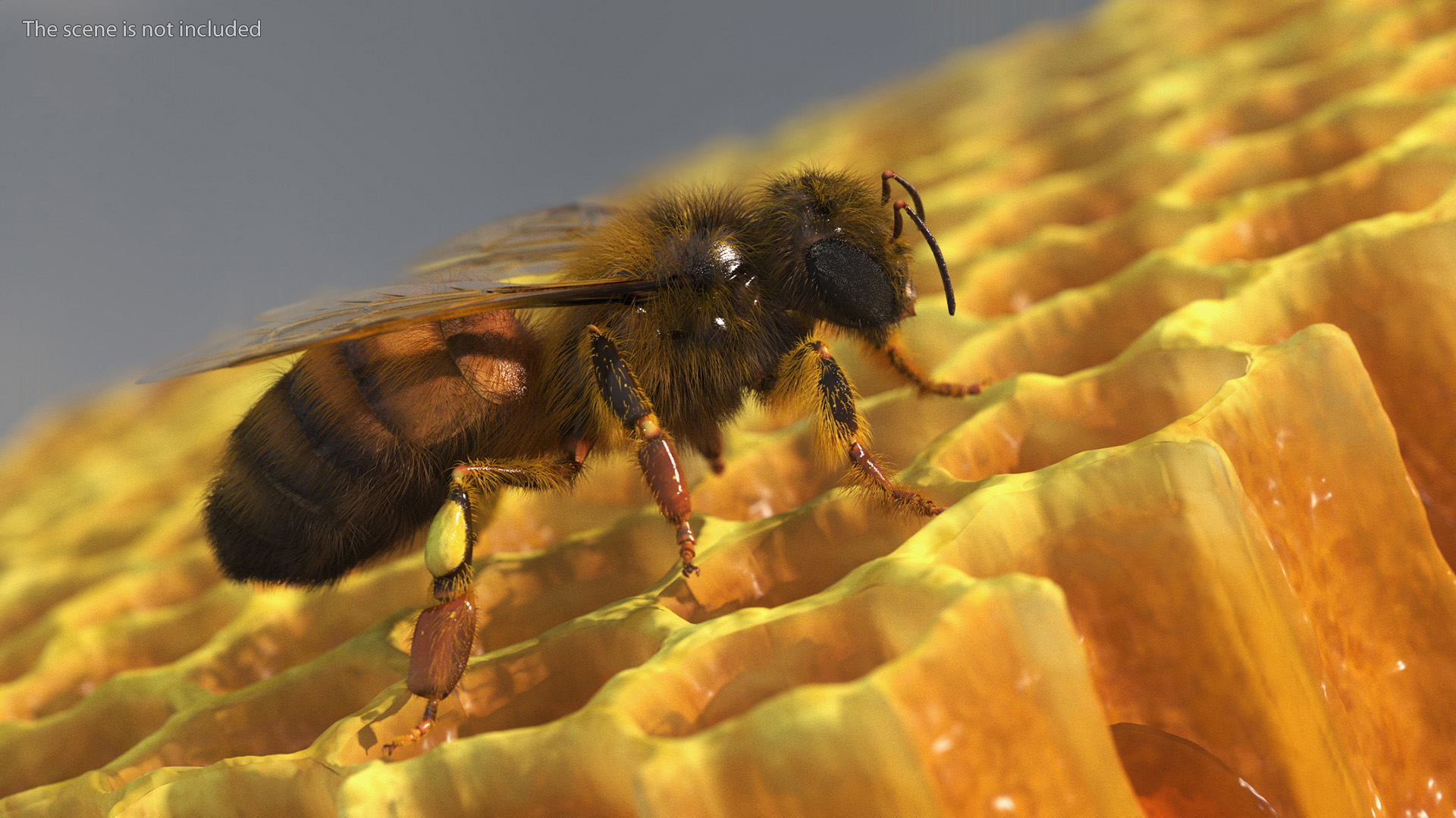 3D Honey Bee Fur model