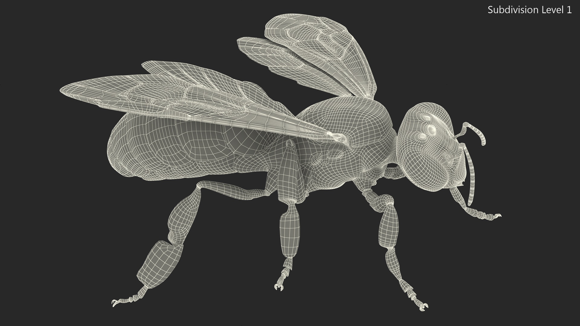 3D Honey Bee Fur model