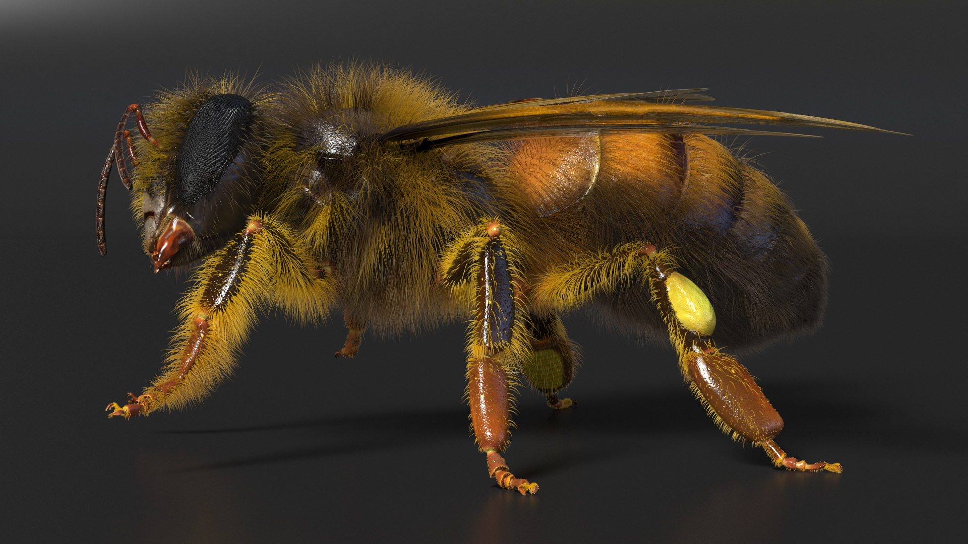 3D Honey Bee Fur model