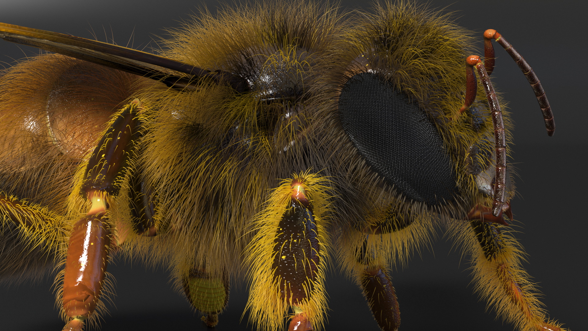 3D Honey Bee Fur model