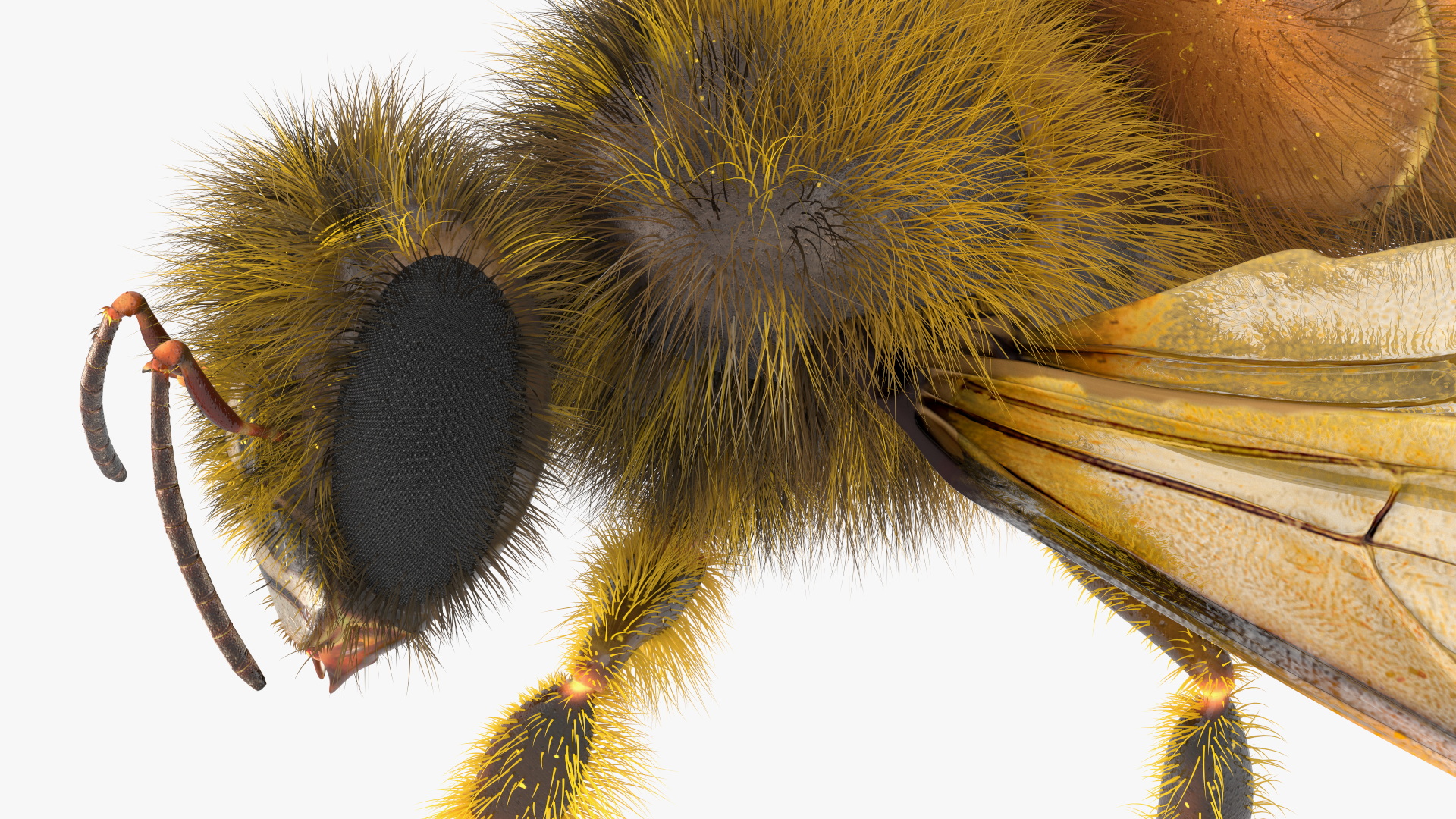 3D Honey Bee Fur model