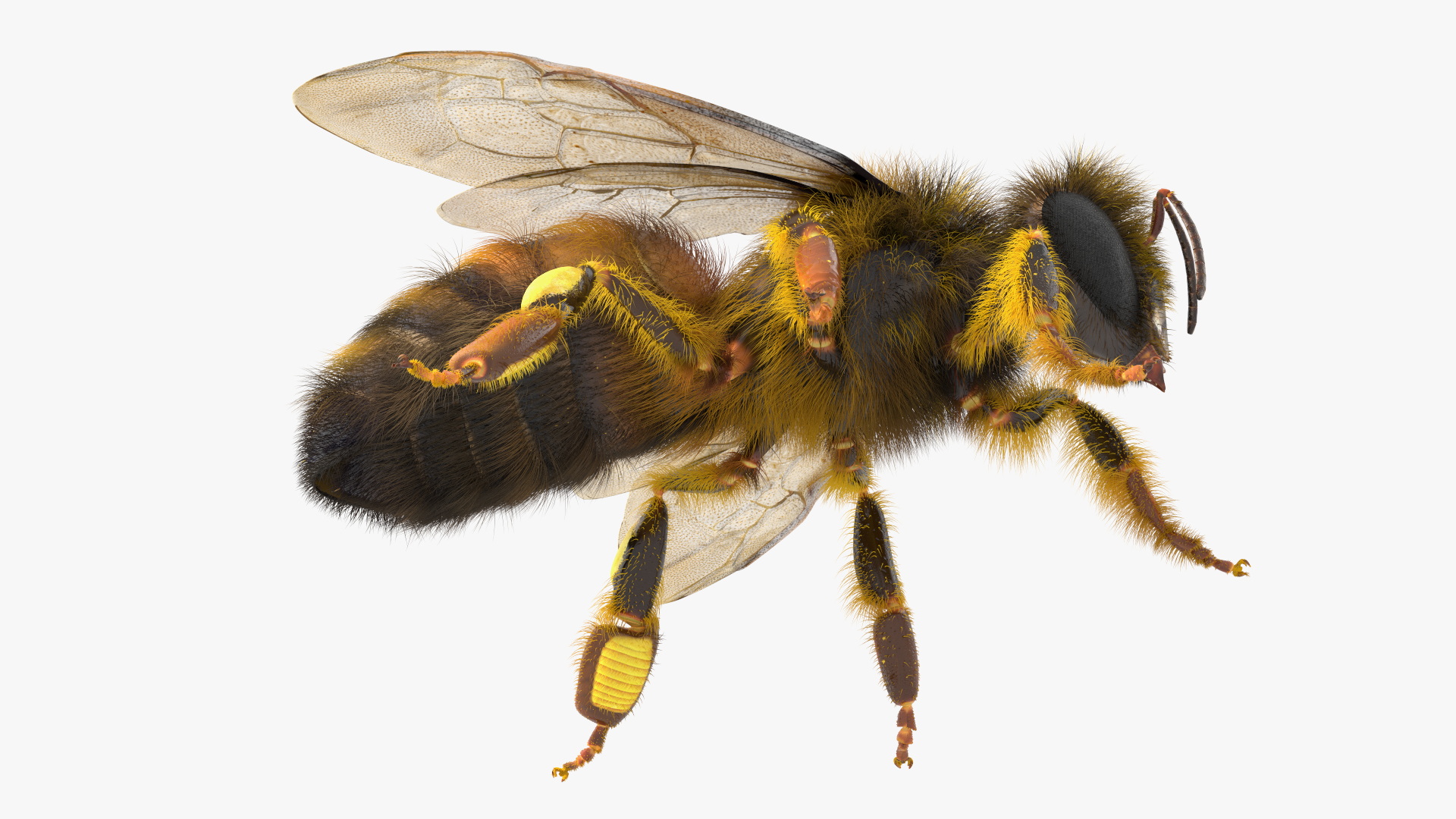 3D Honey Bee Fur model