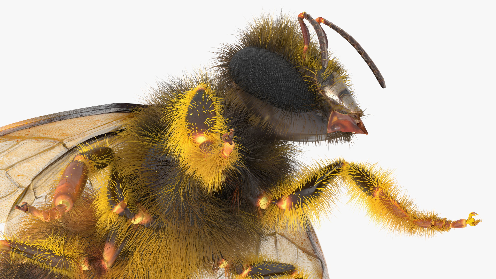 3D Honey Bee Fur model