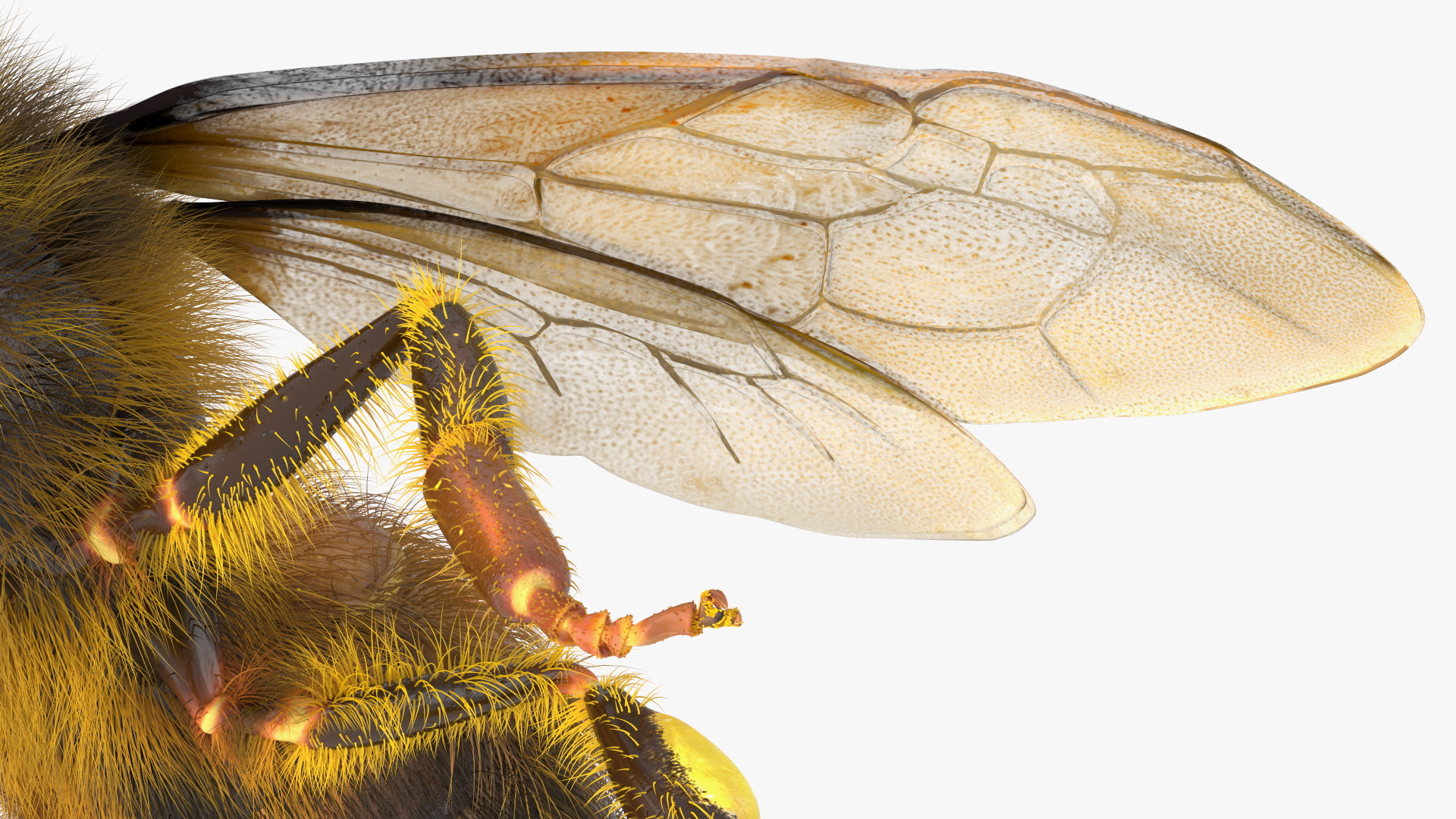 3D Honey Bee Fur model