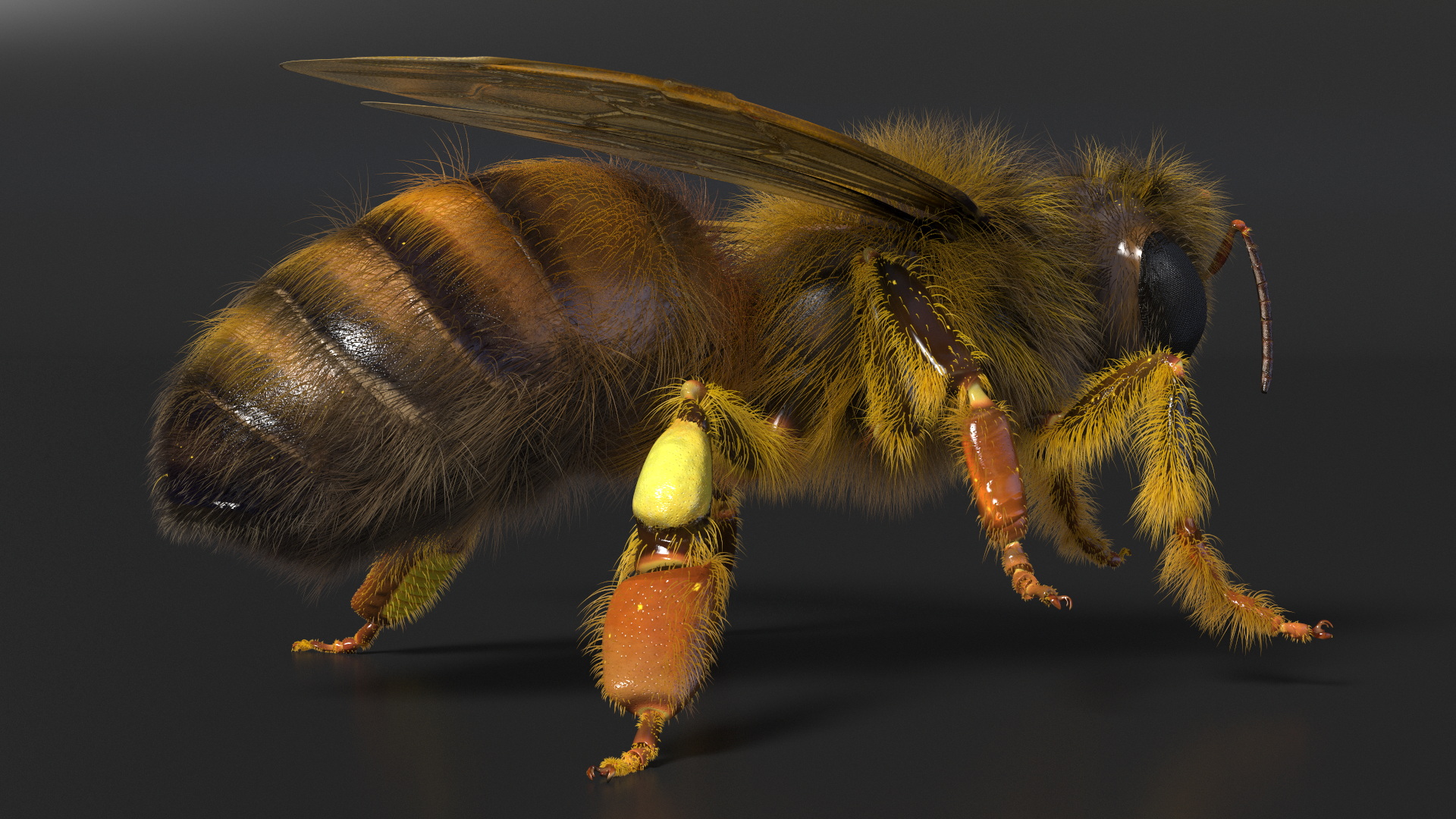 3D Honey Bee Fur model