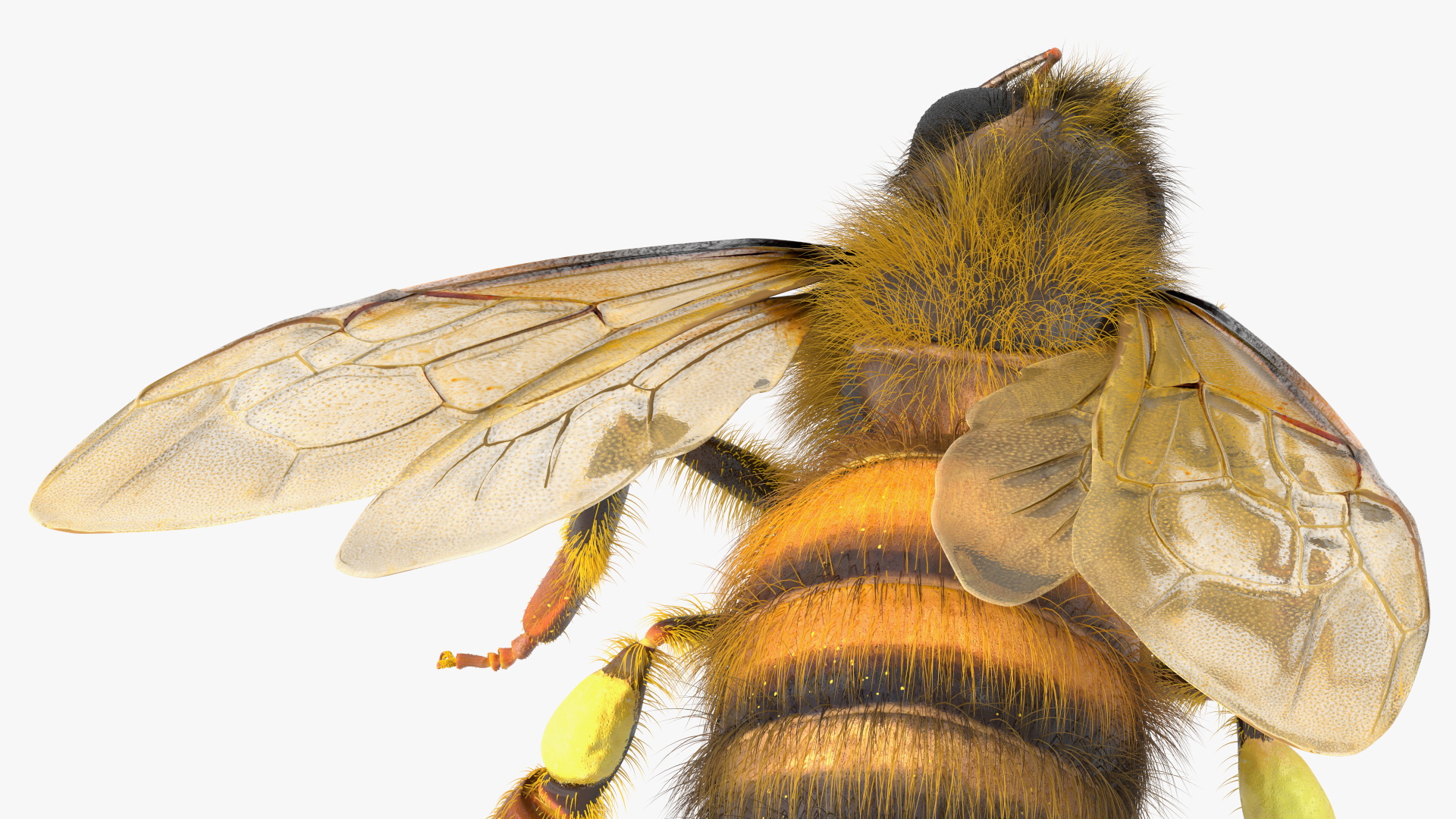 3D Honey Bee Fur model