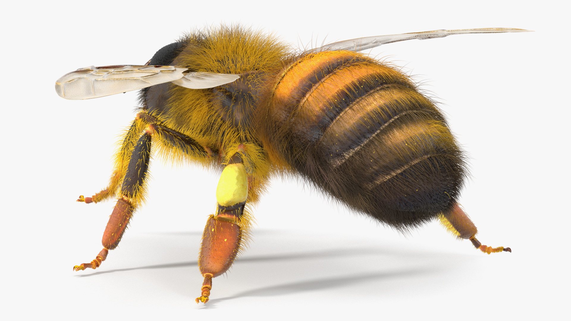 3D Honey Bee Fur model