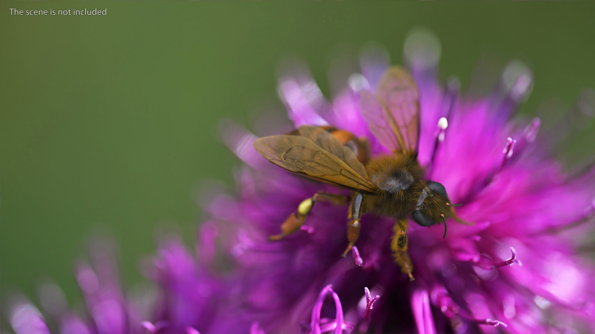 3D Honey Bee Fur model