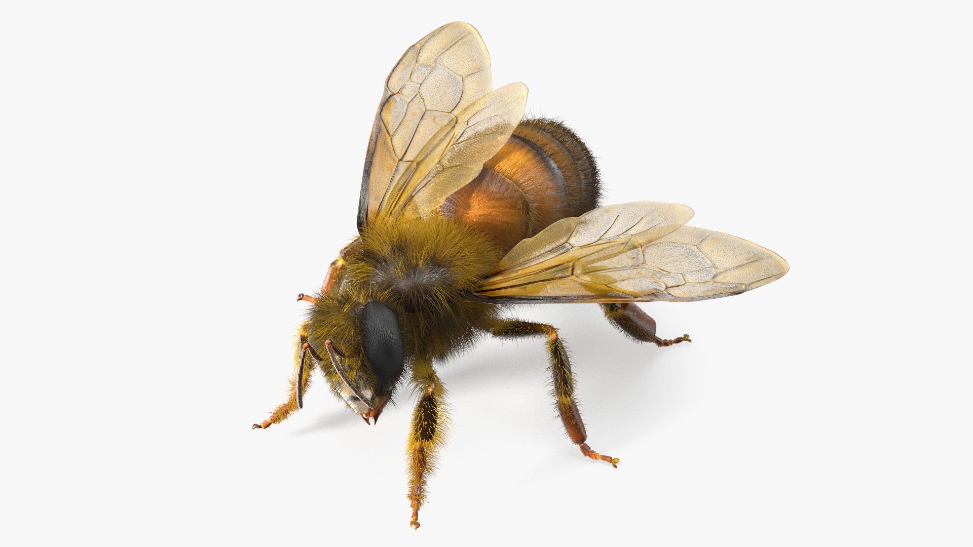 3D Honey Bee Fur model