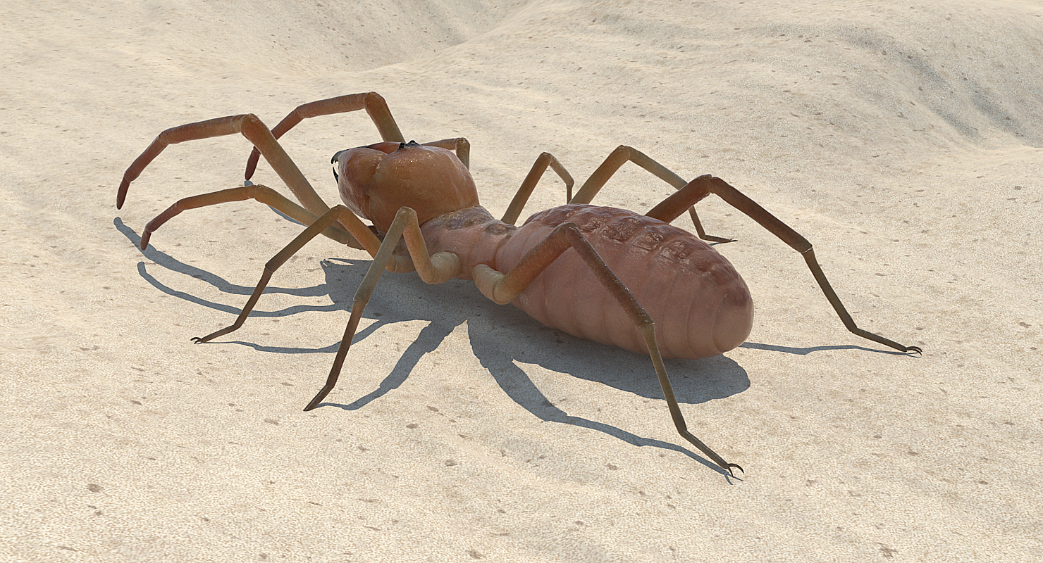 3D model Solifugae or Camel Spider